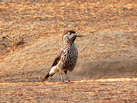 Eurasian Nutcracker, Spotted Nutcracker (Nucifraga caryocatactes)