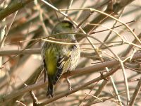 Eurasian Siskin (Carduelis spinus)