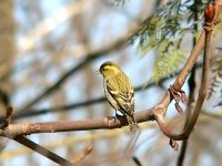 Eurasian Siskin (Carduelis spinus)