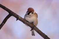 Eurasian Tree Sparrow (Passer montanus)
