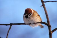Eurasian Tree Sparrow (Passer montanus)