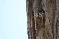 Eurasian Tree Sparrow (Passer montanus)