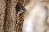 Eurasian Tree Sparrow (Passer montanus)