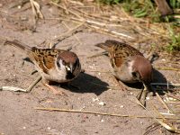 Eurasian Tree Sparrow (Passer montanus)