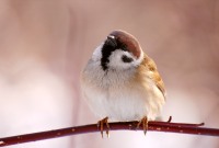 Eurasian Tree Sparrow (Passer montanus)