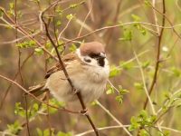 Eurasian Tree Sparrow (Passer montanus)