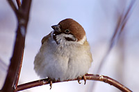 Eurasian Tree Sparrow (Passer montanus)