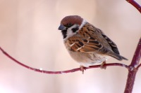 Eurasian Tree Sparrow (Passer montanus)