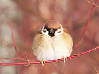 Eurasian Tree Sparrow (Passer montanus)