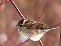 Eurasian Tree Sparrow (Passer montanus)