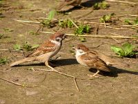 Eurasian Tree Sparrow (Passer montanus)