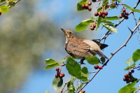 Fieldfare (Turdus pilaris)