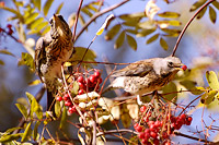 Fieldfare (Turdus pilaris)