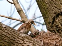 Fieldfare (Turdus pilaris)