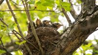 Fieldfare (Turdus pilaris)