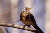Fieldfare (Turdus pilaris)