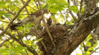 Fieldfare (Turdus pilaris)
