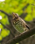 Fieldfare (Turdus pilaris)