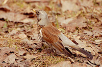 Fieldfare (Turdus pilaris)