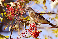Fieldfare (Turdus pilaris)