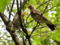 Fieldfare (Turdus pilaris)