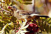 Fieldfare (Turdus pilaris)
