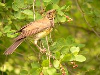 Fieldfare (Turdus pilaris)