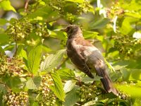 Fieldfare (Turdus pilaris)