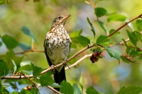 Fieldfare (Turdus pilaris)