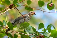 Fieldfare (Turdus pilaris)