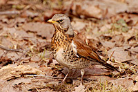 Fieldfare (Turdus pilaris)