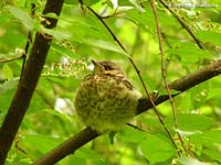 Fieldfare (Turdus pilaris)