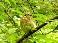 Fieldfare (Turdus pilaris)