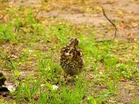 Fieldfare (Turdus pilaris)