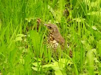 Fieldfare (Turdus pilaris)