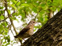 Fieldfare (Turdus pilaris)