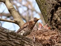 Fieldfare (Turdus pilaris)
