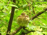Fieldfare (Turdus pilaris)