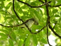 Garden Warbler (Sylvia borin)