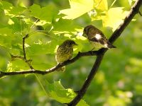Garden Warbler (Sylvia borin)