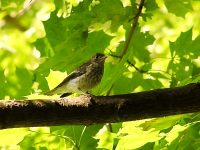 Garden Warbler (Sylvia borin)