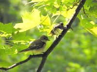 Garden Warbler (Sylvia borin)