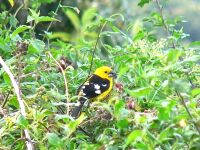 Golden-bellied Grosbeak or Southern Yellow Grosbeak (Pheucticus chrysogaster)