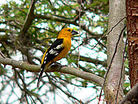 Golden-bellied Grosbeak or Southern Yellow Grosbeak (Pheucticus chrysogaster)