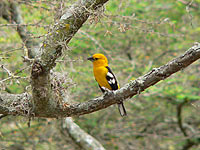 Golden-bellied Grosbeak or Southern Yellow Grosbeak (Pheucticus chrysogaster)