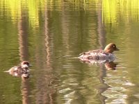Common Goldeneye (Bucephala clangula)