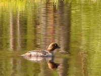 Common Goldeneye (Bucephala clangula)