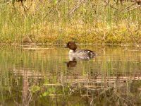 Common Goldeneye (Bucephala clangula)
