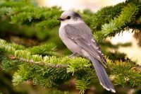 Grey jay (Perisoreus canadensis)