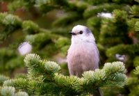 Grey jay (Perisoreus canadensis)